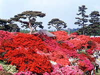 つつじが岡公園（館林市）