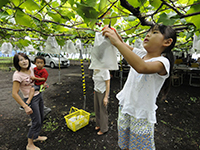 ぶどう狩り（榛東村）
