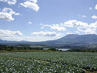 キャベツ畑（嬬恋村）