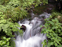 箱島湧水（東吾妻町）