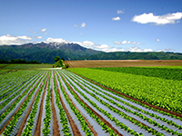 レタス畑（昭和村）