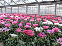 シクラメン（明和町）