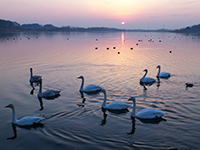 多々良沼（邑楽町）